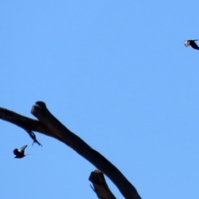 Corvus mellori (Little Raven) at Paddys River, ACT - 26 Aug 2020 by RodDeb