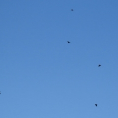 Corvus mellori at Paddys River, ACT - 26 Aug 2020 11:42 AM