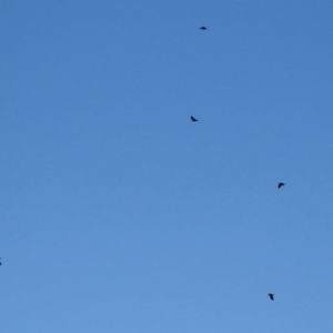 Corvus mellori at Paddys River, ACT - 26 Aug 2020 11:42 AM