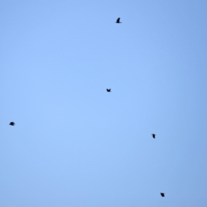 Corvus mellori at Paddys River, ACT - 26 Aug 2020 11:42 AM