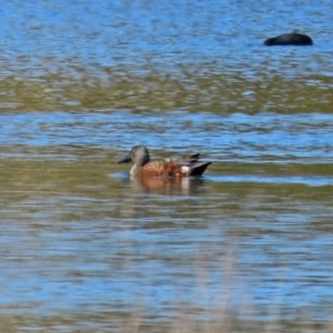 Spatula rhynchotis at Dunlop, ACT - 29 Aug 2020 12:48 PM