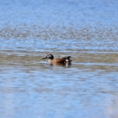 Spatula rhynchotis at Dunlop, ACT - 29 Aug 2020 12:48 PM