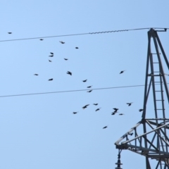 Sturnus vulgaris (Common Starling) at Dunlop, ACT - 29 Aug 2020 by RodDeb