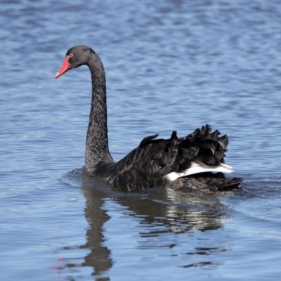 Cygnus atratus (Black Swan) at West Belconnen Pond - 29 Aug 2020 by RodDeb