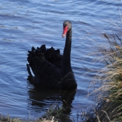 Cygnus atratus at Dunlop, ACT - 29 Aug 2020 01:28 PM