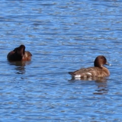 Aythya australis (Hardhead) at West Belconnen Pond - 29 Aug 2020 by RodDeb