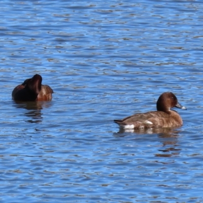 Aythya australis (Hardhead) at West Belconnen Pond - 29 Aug 2020 by RodDeb