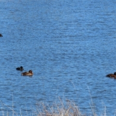 Aythya australis at Dunlop, ACT - 29 Aug 2020