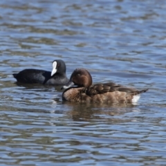 Aythya australis at Dunlop, ACT - 29 Aug 2020