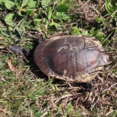 Chelodina longicollis (Eastern Long-necked Turtle) at Dunlop, ACT - 29 Aug 2020 by RodDeb