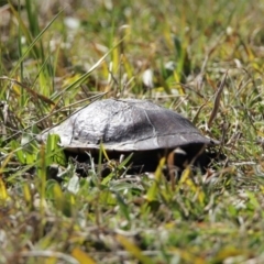 Chelodina longicollis at Dunlop, ACT - 29 Aug 2020 01:02 PM