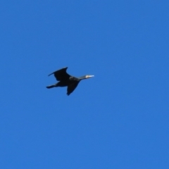 Phalacrocorax carbo (Great Cormorant) at West Belconnen Pond - 29 Aug 2020 by RodDeb