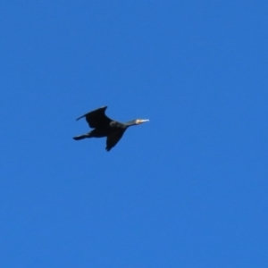 Phalacrocorax carbo at Dunlop, ACT - 29 Aug 2020 01:18 PM