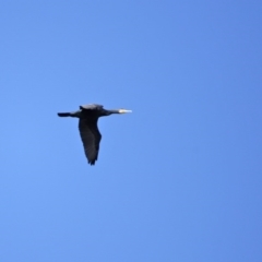 Phalacrocorax carbo at Dunlop, ACT - 29 Aug 2020 01:18 PM