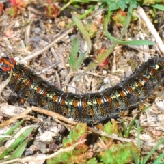 Apina callisto (Pasture Day Moth) at Moncrieff, ACT - 1 Aug 2020 by Harrisi