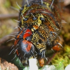 Apina callisto at Moncrieff, ACT - 1 Aug 2020