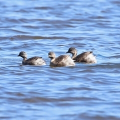 Poliocephalus poliocephalus (Hoary-headed Grebe) at West Belconnen Pond - 29 Aug 2020 by RodDeb