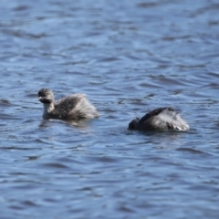 Poliocephalus poliocephalus at Dunlop, ACT - 29 Aug 2020