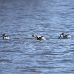 Poliocephalus poliocephalus at Dunlop, ACT - 29 Aug 2020