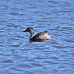 Poliocephalus poliocephalus at Dunlop, ACT - 29 Aug 2020