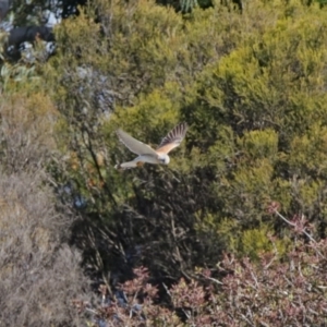 Falco cenchroides at Dunlop, ACT - 29 Aug 2020