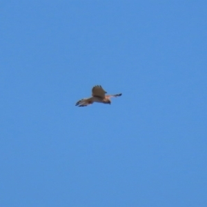 Falco cenchroides at Dunlop, ACT - 29 Aug 2020