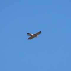 Falco cenchroides at Dunlop, ACT - 29 Aug 2020