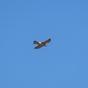 Falco cenchroides at Dunlop, ACT - 29 Aug 2020