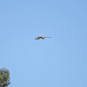 Falco cenchroides at Dunlop, ACT - 29 Aug 2020