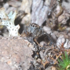 Maratus plumosus (Plumed Peacock Spider) at Cavan, NSW - 29 Aug 2020 by Harrisi