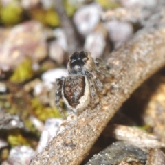 Maratus plumosus at Cavan, NSW - 29 Aug 2020 05:51 PM