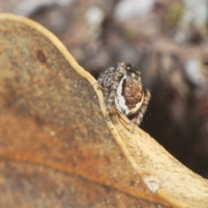 Maratus plumosus at Cavan, NSW - 29 Aug 2020 05:51 PM