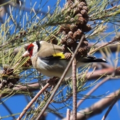 Carduelis carduelis (European Goldfinch) at Dunlop, ACT - 29 Aug 2020 by RodDeb