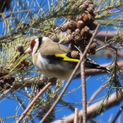 Carduelis carduelis at Dunlop, ACT - 29 Aug 2020