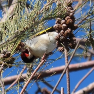 Carduelis carduelis at Dunlop, ACT - 29 Aug 2020