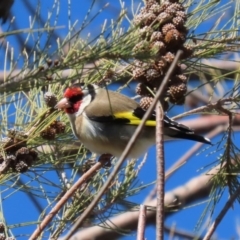 Carduelis carduelis at Dunlop, ACT - 29 Aug 2020