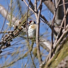 Carduelis carduelis at Dunlop, ACT - 29 Aug 2020