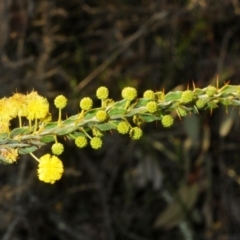 Acacia paradoxa (Kangaroo Thorn) at Cavan, NSW - 29 Aug 2020 by Harrisi