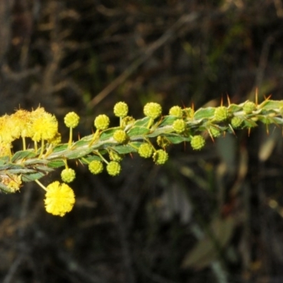 Acacia paradoxa (Kangaroo Thorn) at Cavan, NSW - 29 Aug 2020 by Harrisi