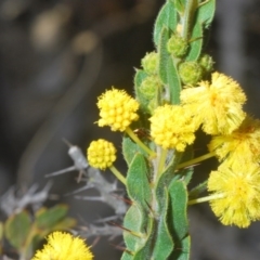 Acacia paradoxa at Cavan, NSW - 29 Aug 2020