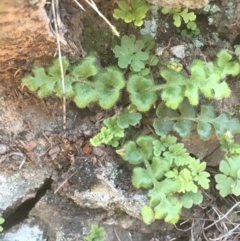 Pleurosorus rutifolius (Blanket Fern) at Downer, ACT - 30 Aug 2020 by JaneR