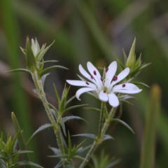 Stellaria pungens (Prickly Starwort) at Acton, ACT - 30 Aug 2020 by ConBoekel