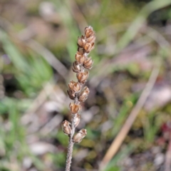 Plantago varia (Native Plaintain) at Downer, ACT - 28 Aug 2020 by ConBoekel