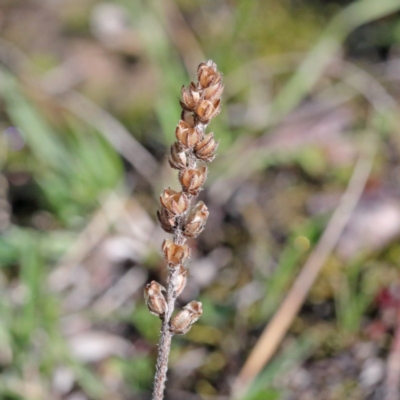 Plantago varia (Native Plaintain) at Downer, ACT - 28 Aug 2020 by ConBoekel