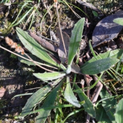 Plantago varia at Downer, ACT - 29 Aug 2020 09:51 AM