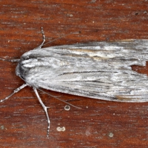 Capusa senilis at Mossy Point, NSW - 27 Aug 2020