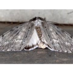 Capusa senilis at Mossy Point, NSW - 27 Aug 2020