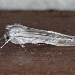 Capusa senilis at Mossy Point, NSW - 27 Aug 2020