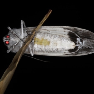 Capusa senilis at Mossy Point, NSW - 27 Aug 2020