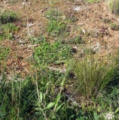 Capsella bursa-pastoris at Hawker, ACT - 30 Aug 2020